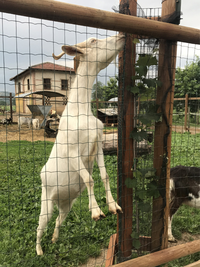 Capretta_fattoria_gelapajo2